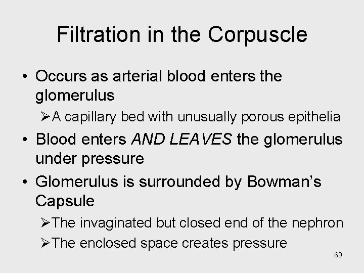 Filtration in the Corpuscle • Occurs as arterial blood enters the glomerulus ØA capillary