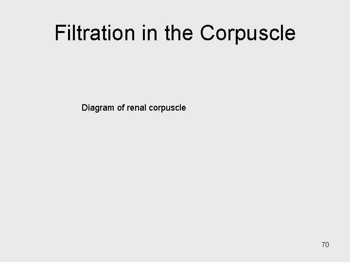 Filtration in the Corpuscle Diagram of renal corpuscle 70 