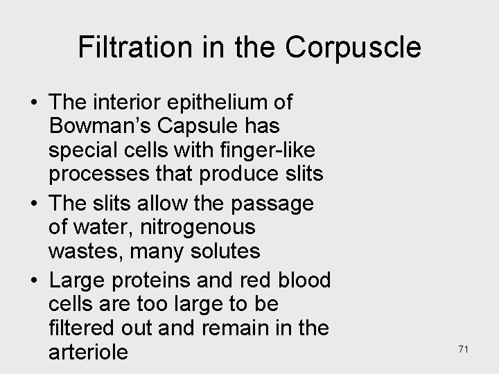 Filtration in the Corpuscle • The interior epithelium of Bowman’s Capsule has special cells