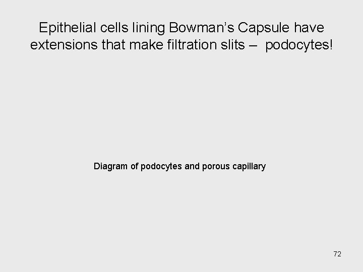 Epithelial cells lining Bowman’s Capsule have extensions that make filtration slits – podocytes! Diagram