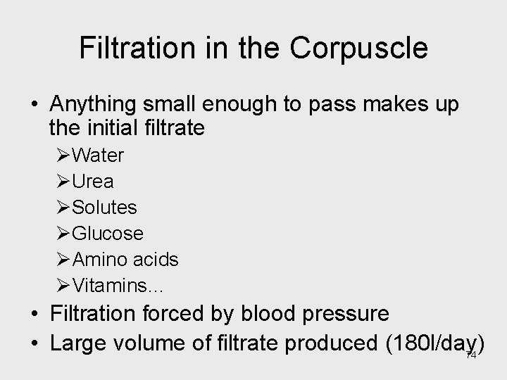 Filtration in the Corpuscle • Anything small enough to pass makes up the initial