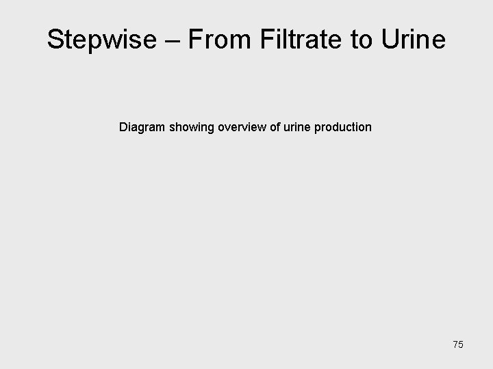 Stepwise – From Filtrate to Urine Diagram showing overview of urine production 75 