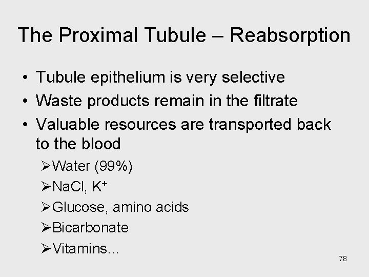 The Proximal Tubule – Reabsorption • Tubule epithelium is very selective • Waste products