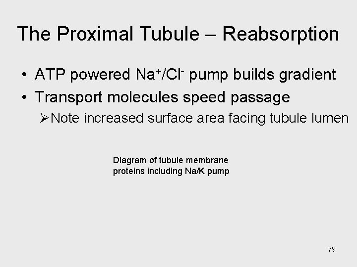 The Proximal Tubule – Reabsorption • ATP powered Na+/Cl- pump builds gradient • Transport