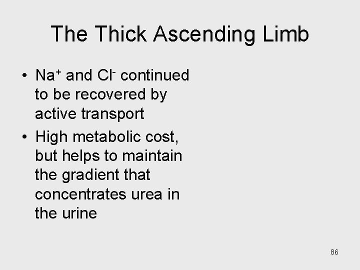 The Thick Ascending Limb • Na+ and Cl- continued to be recovered by active