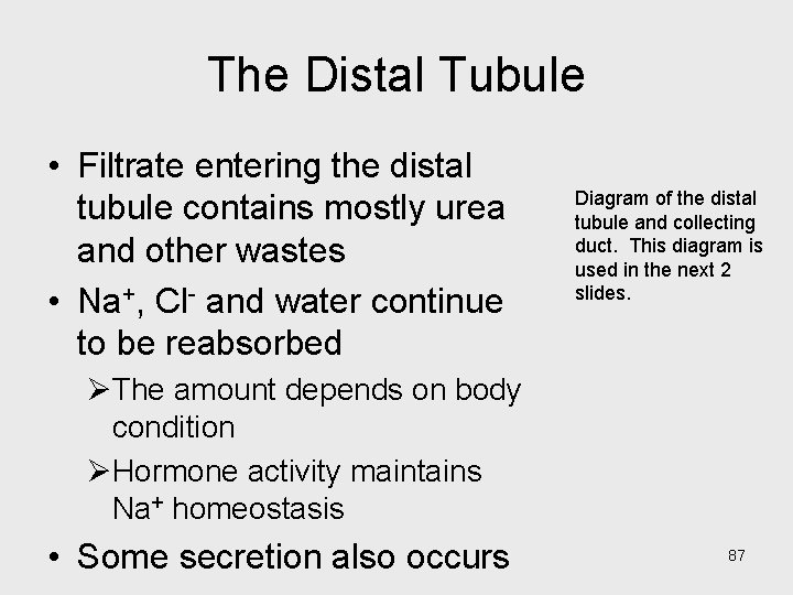 The Distal Tubule • Filtrate entering the distal tubule contains mostly urea and other
