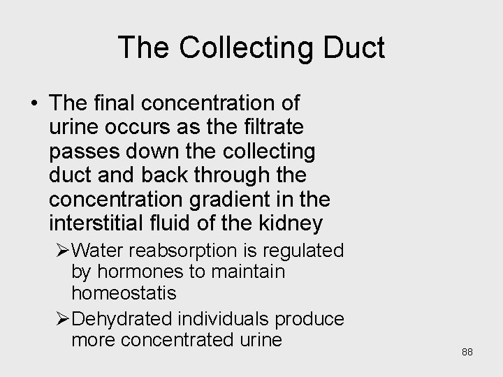 The Collecting Duct • The final concentration of urine occurs as the filtrate passes