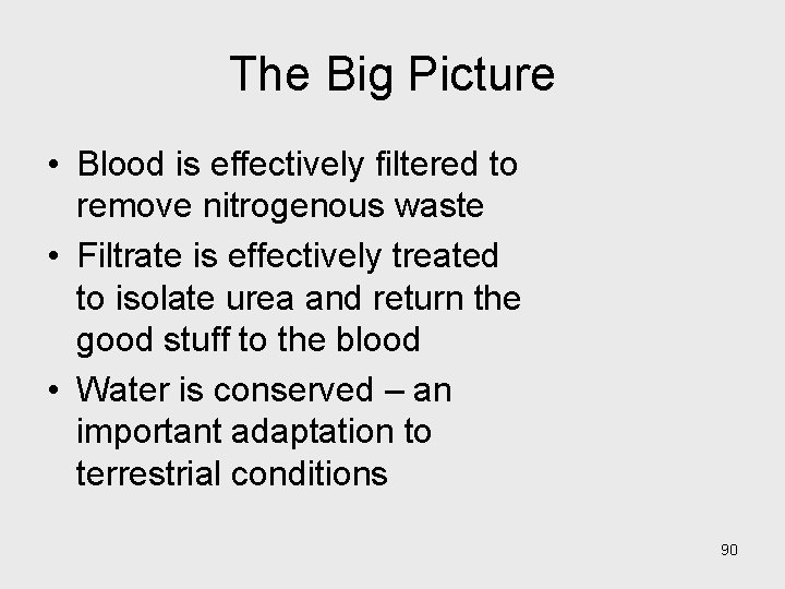 The Big Picture • Blood is effectively filtered to remove nitrogenous waste • Filtrate