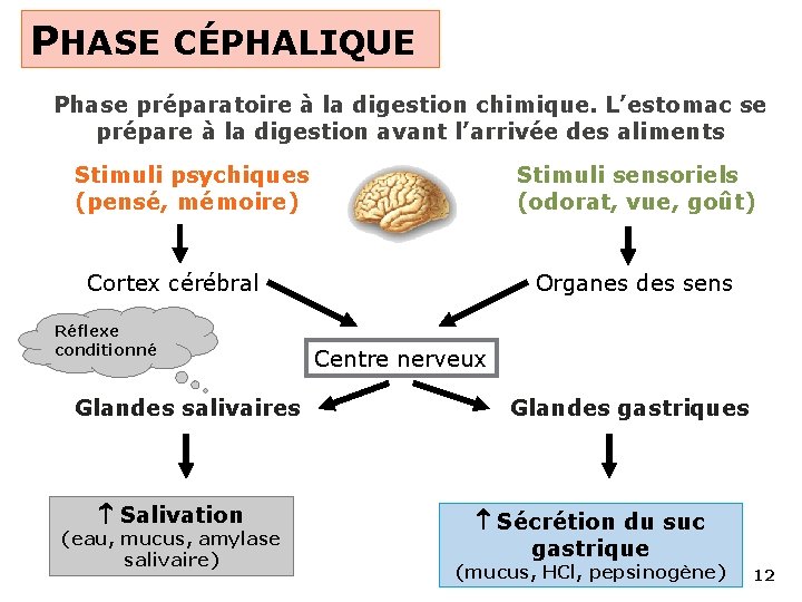 PHASE CÉPHALIQUE Phase préparatoire à la digestion chimique. L’estomac se prépare à la digestion PHASE CÉPHALIQUE Phase préparatoire à la digestion chimique. L’estomac se prépare à la digestion
