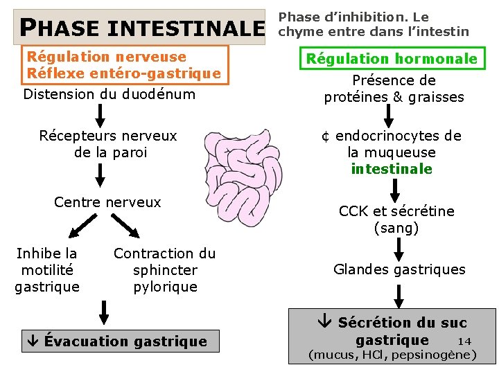PHASE INTESTINALE Régulation nerveuse Réflexe entéro-gastrique Distension du duodénum Récepteurs nerveux de la paroi PHASE INTESTINALE Régulation nerveuse Réflexe entéro-gastrique Distension du duodénum Récepteurs nerveux de la paroi