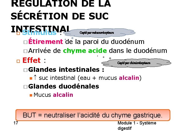 RÉGULATION DE LA SÉCRÉTION DE SUC INTESTINAL Capté par mécanorécepteurs Stimulus : � Étirement RÉGULATION DE LA SÉCRÉTION DE SUC INTESTINAL Capté par mécanorécepteurs Stimulus : � Étirement
