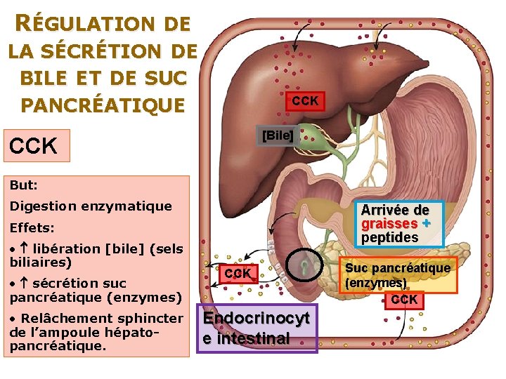 RÉGULATION DE LA SÉCRÉTION DE BILE ET DE SUC PANCRÉATIQUE CCK [Bile] CCK But: