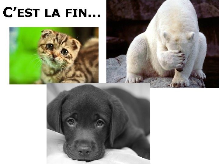 C’EST LA FIN… C’EST LA FIN…