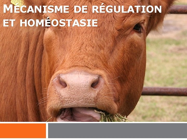 MÉCANISME DE RÉGULATION ET HOMÉOSTASIE MÉCANISME DE RÉGULATION ET HOMÉOSTASIE