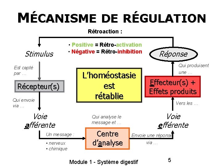 MÉCANISME DE RÉGULATION Rétroaction : Stimulus • Positive = Rétro-activation • Négative = Rétro-inhibition MÉCANISME DE RÉGULATION Rétroaction : Stimulus • Positive = Rétro-activation • Négative = Rétro-inhibition