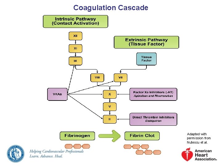 Coagulation Cascade Adapted with permission from Nutescu et al. 