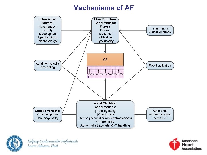 Mechanisms of AF 