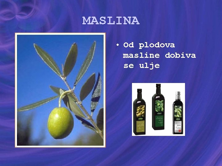 MASLINA • Od plodova masline dobiva se ulje 