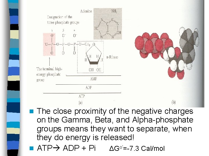 The close proximity of the negative charges on the Gamma, Beta, and Alpha-phosphate groups