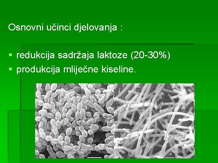 Osnovni učinci djelovanja : § redukcija sadržaja laktoze (20 -30%) § produkcija mliječne kiseline.