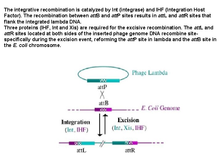 The integrative recombination is catalyzed by Int (integrase) and IHF (Integration Host Factor). The