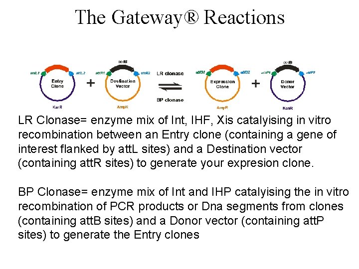 The Gateway® Reactions LR Clonase= enzyme mix of Int, IHF, Xis catalyising in vitro