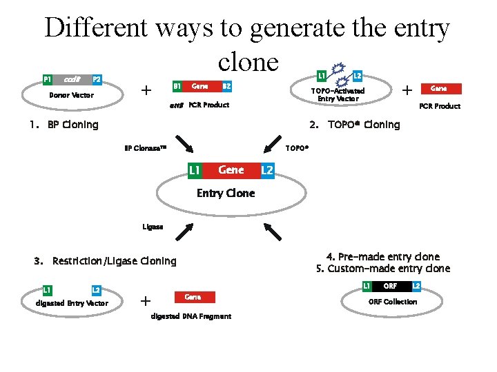 Different ways to generate the entry clone P 1 ccd. B P 2 Donor