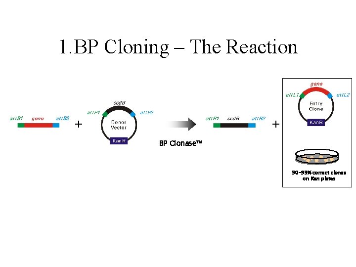 1. BP Cloning – The Reaction + + BP Clonase™ 90 -99% correct clones