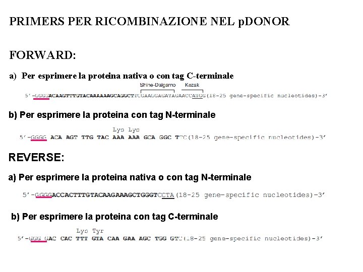 PRIMERS PER RICOMBINAZIONE NEL p. DONOR FORWARD: a) Per esprimere la proteina nativa o