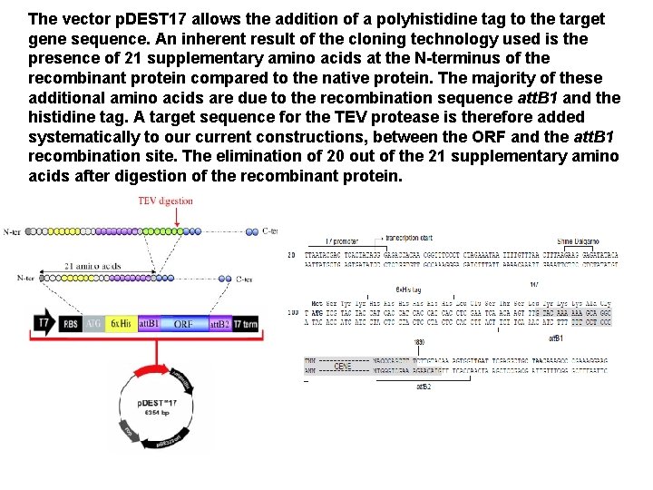 The vector p. DEST 17 allows the addition of a polyhistidine tag to the