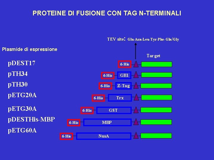 PROTEINE DI FUSIONE CON TAG N-TERMINALI TEV site: Glu-Asn-Leu-Tyr-Phe-Gln/Gly Plasmide di espressione Target p.
