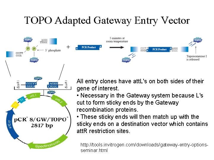 TOPO Adapted Gateway Entry Vector All entry clones have att. L's on both sides