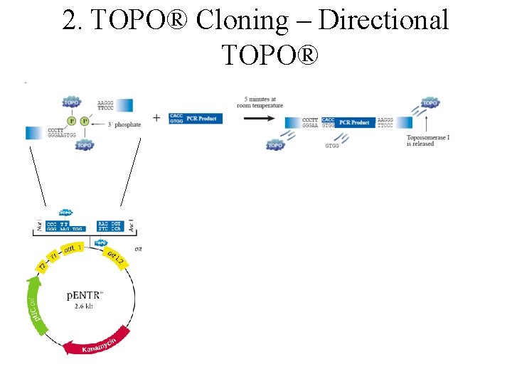 2. TOPO® Cloning – Directional TOPO® 