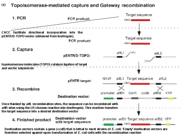CACC facilitate directional incorporation into the p. ENTR/D-TOPO vector (obtained from Invitrogen). topoisomerase molecules