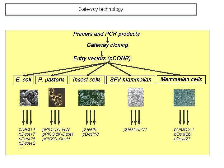 Gateway technology Primers and PCR products Gateway cloning Entry vectors (p. DONR) E. coli