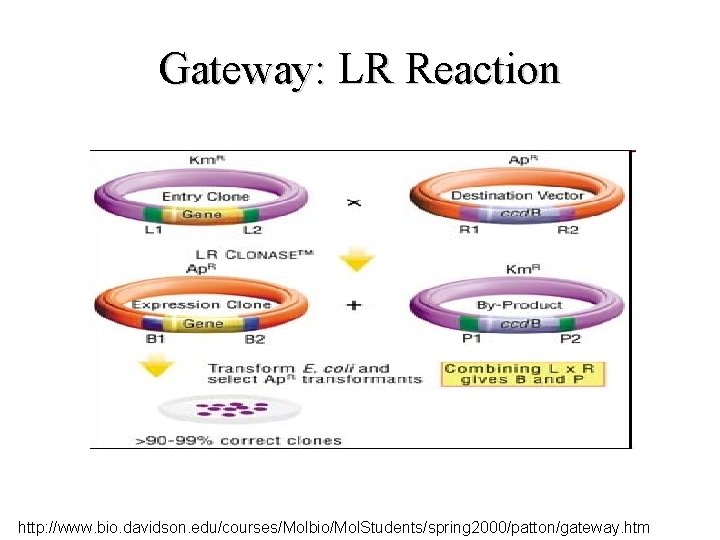 Gateway: LR Reaction http: //www. bio. davidson. edu/courses/Molbio/Mol. Students/spring 2000/patton/gateway. htm 