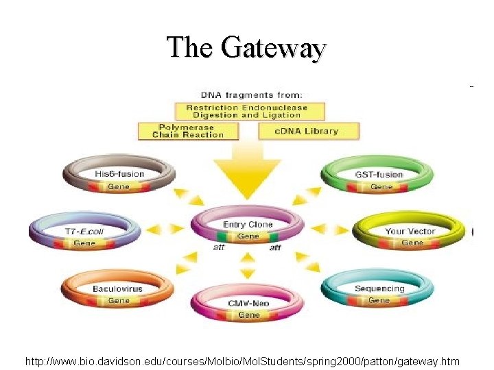 The Gateway http: //www. bio. davidson. edu/courses/Molbio/Mol. Students/spring 2000/patton/gateway. htm 