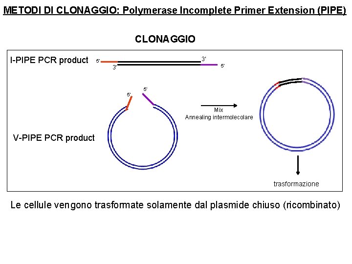 METODI DI CLONAGGIO: Polymerase Incomplete Primer Extension (PIPE) CLONAGGIO I-PIPE PCR product 3’ 5’