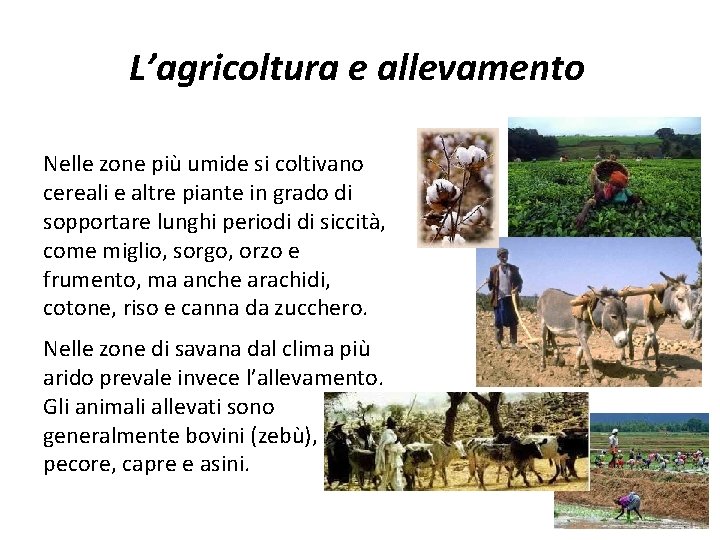 L’agricoltura e allevamento Nelle zone più umide si coltivano cereali e altre piante in