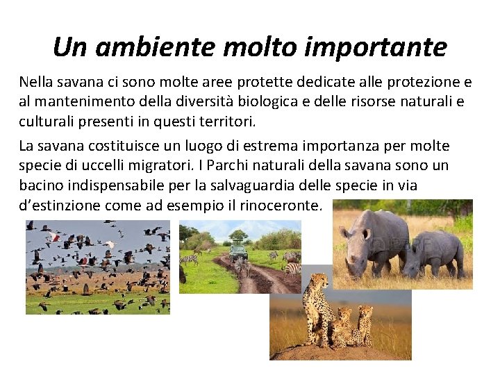 Un ambiente molto importante Nella savana ci sono molte aree protette dedicate alle protezione