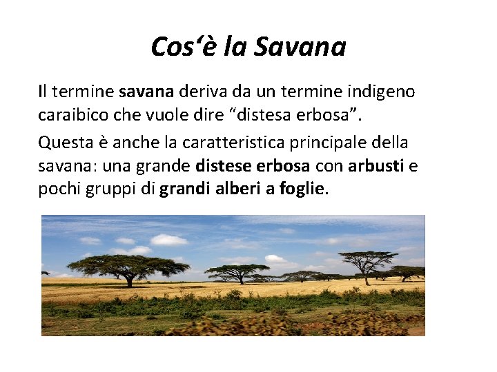 Cos‘è la Savana Il termine savana deriva da un termine indigeno caraibico che vuole