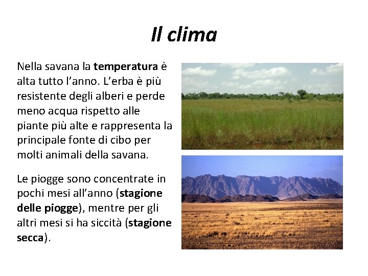 Il clima Nella savana la temperatura è alta tutto l’anno. L’erba è più resistente