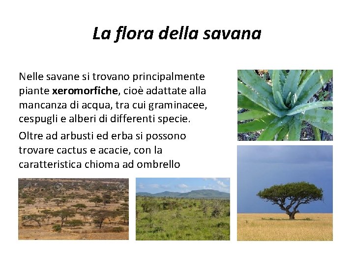 La flora della savana Nelle savane si trovano principalmente piante xeromorfiche, cioè adattate alla