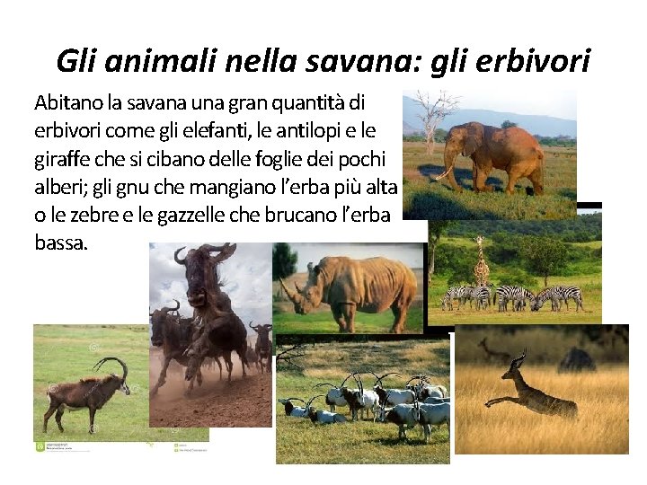 Gli animali nella savana: gli erbivori Abitano la savana una gran quantità di erbivori
