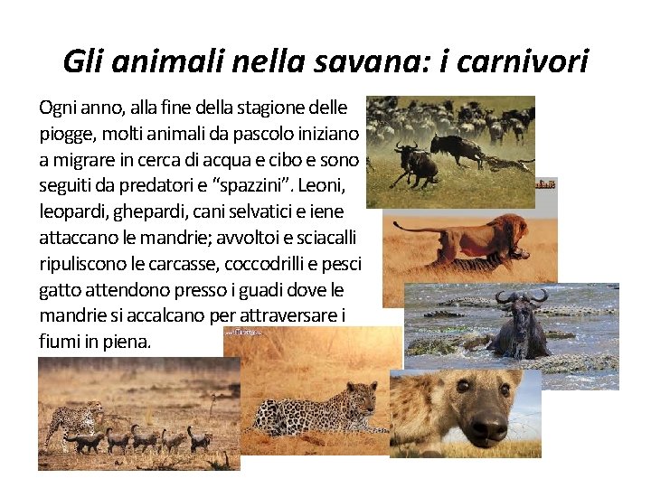 Gli animali nella savana: i carnivori Ogni anno, alla fine della stagione delle piogge,