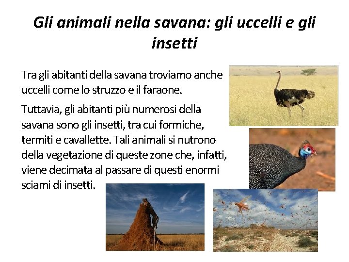 Gli animali nella savana: gli uccelli e gli insetti Tra gli abitanti della savana