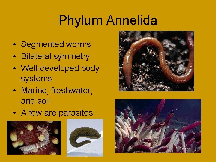 Phylum Annelida • Segmented worms • Bilateral symmetry • Well-developed body systems • Marine,