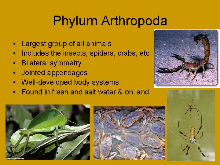 Phylum Arthropoda • • • Largest group of all animals Includes the insects, spiders,