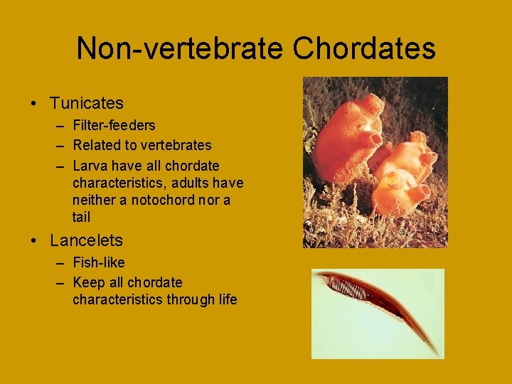 Non-vertebrate Chordates • Tunicates – Filter-feeders – Related to vertebrates – Larva have all