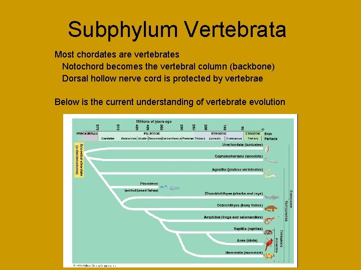 Subphylum Vertebrata Most chordates are vertebrates Notochord becomes the vertebral column (backbone) Dorsal hollow